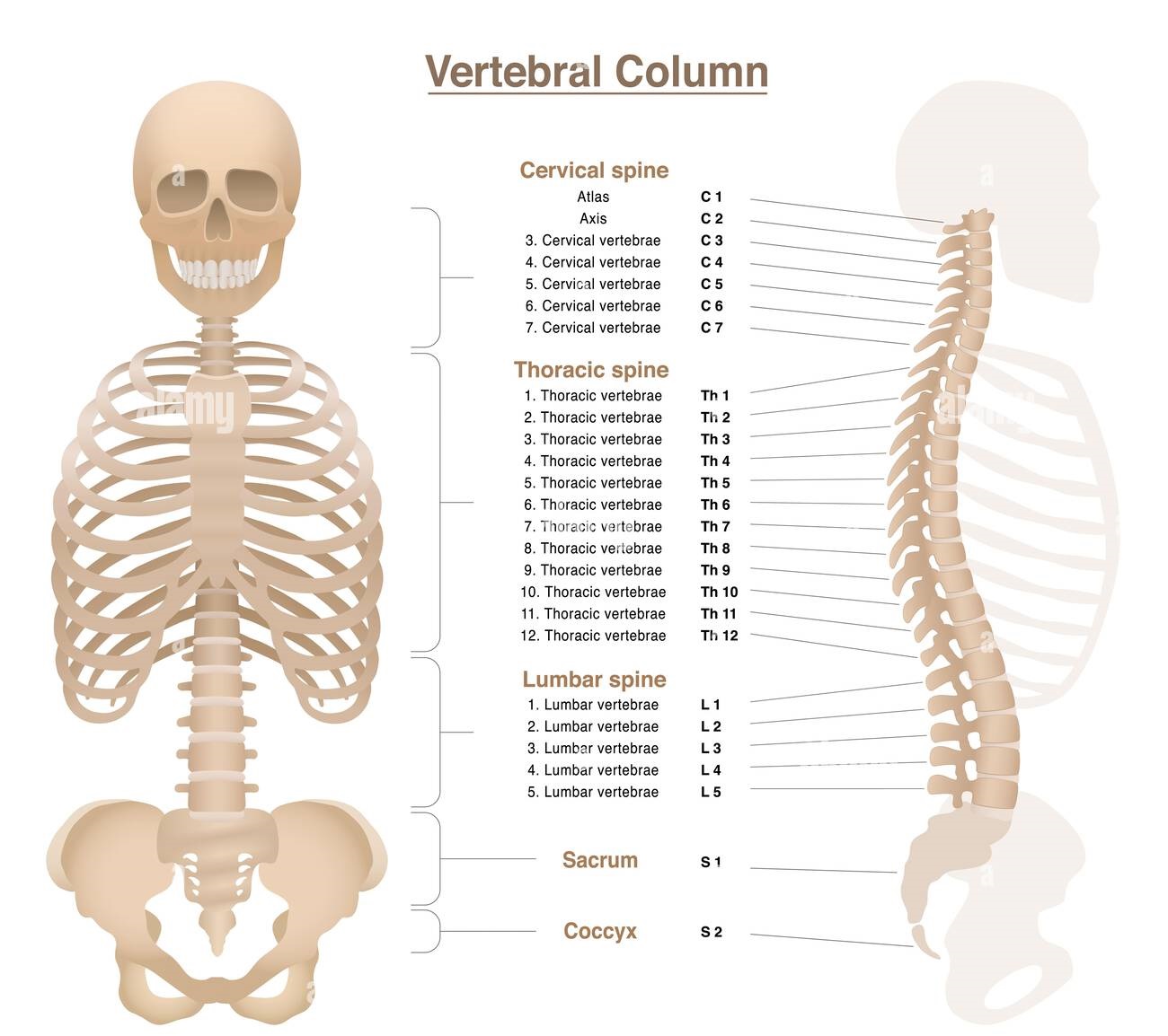 Bone Marrow Suppression